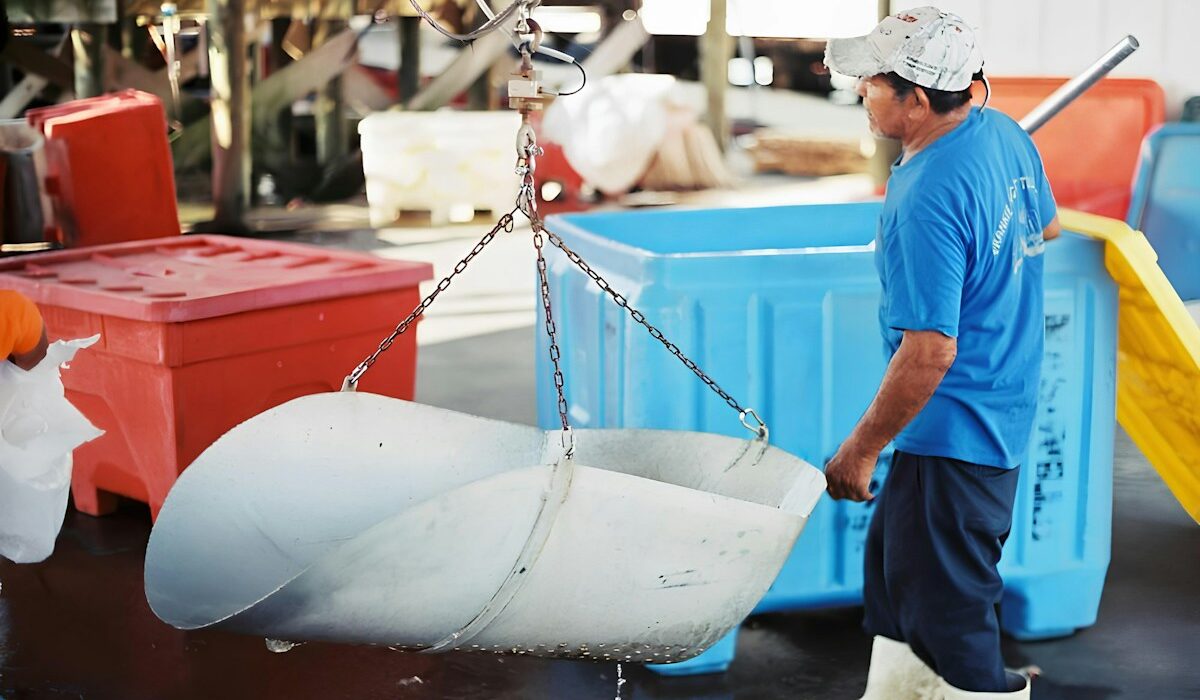 Commercial seafood worker handling a catch at a processing dock