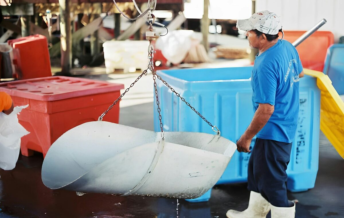 Commercial seafood worker handling a catch at a processing dock