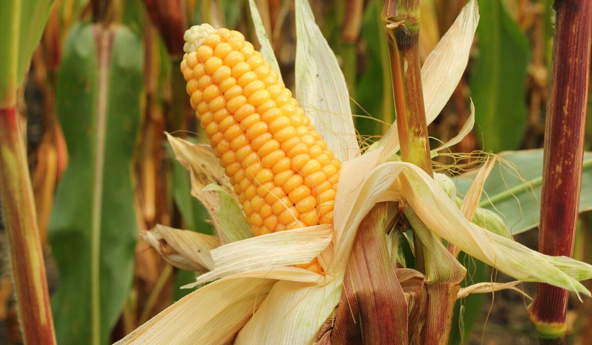 Close-up of ripe corn representing corn futures and agricultural commodity markets